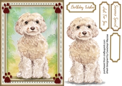 Beautiful Champagne Cockapoo