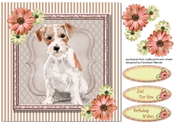 Beautiful Wire Haired Jack Russell