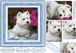 Beautiful Westie in Pyramid