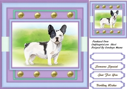 Gorgeous Black and White French Bulldog