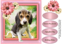 Gorgeous Beagle Pup