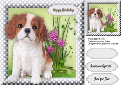 Beautiful King Charles Pup