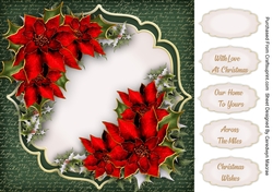 Beautiful Red Christmas Poinsettias