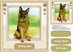 Beautiful German Shepherd