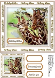 Stunnig Safari Giraffes