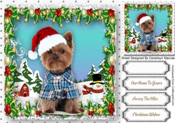 Gorgeous Yorkie in his Christmas Hat