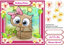 Gorgeous Owl in a Box