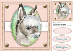 Lovely Young Donkey