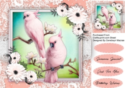 Beautiful Pink Parrots and Daisys