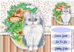 Gorgeous Grey Fluffy Kitty