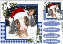 Gorgeous Christmas Calf