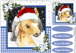 Gorgeous Christmas Foal