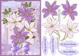 Beautiful Clematis in Lilac and Cram