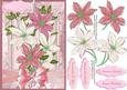 Beautiful Clematis in Pink and Cream