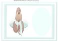 Lovely Walrus Incert