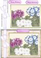 Lovely Japanese Painting of Cineraria.