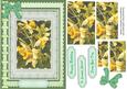 Beautiful Book of Daffodils, ( Pyramid )