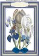 A4 Blue and White Irises