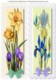 Large D.l. with Irises and Daffodills