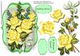 Beautiful Green Bracket and Yellow Roses 