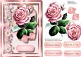 Beautiful Vintage Pink Rose 