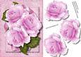 Beautiful Arabesque Pink Roses