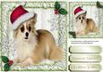 Little Chihuahua in a Christmas Hat