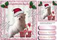 Lovely Maltese in His Christmas Hat