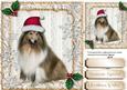 Lovely Collie in His Christmas Hat