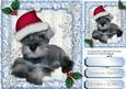 Lovely Schnauzer in a Chrtistmas Hat