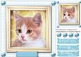 Lovely Ginger Kitty on a Blue Board 