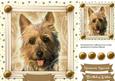 Lovely Yorkshire Terrier in a Gold Frame