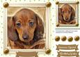 Lovely Dachund in a Gold Frame