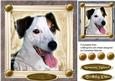 Lovely Jack Russel in a Gold Frame
