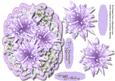 Beautiful Lilac Star Flowers and Blossom