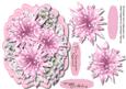 Beautiful Pink Star Flowers and Blossoms