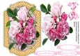 Beautiful Roses O0n a Lattace Frame
