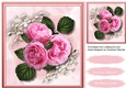 Beautiful Pink Roses on Babys 