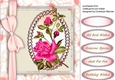 Beautiful Pink rambling Rose 3