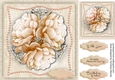 Beautiful Buff Peony Roses
