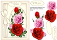 Beautiful Pink and Red Roses with Bow