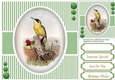 Beautiful Birds on a branch 4