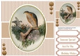 Beautiful Birds on a branch 6