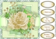 Beautiful Cream Roses
