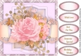 Beautiful Pink Roses