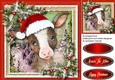 Gorgeous Christmas Calf