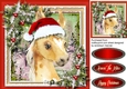 Gorgeous Christmas Foal