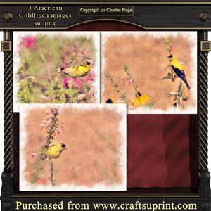 3 Americal Golden Finch Backgrounds