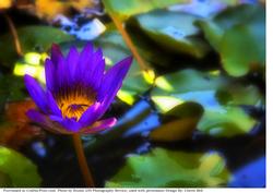 Purple Water Lily