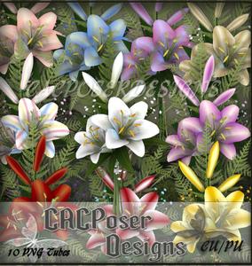 Cacblossomsday1